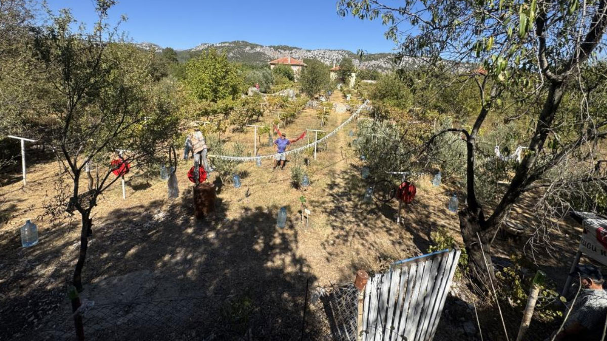 sezon acildi vatandas uretime basladi kilosu 500 liradan satiliyor QP4vXcDx