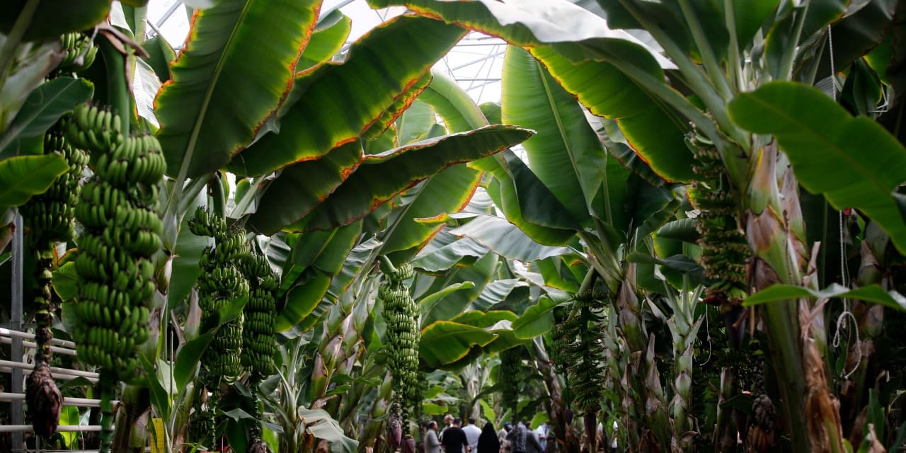 iranda tropikal meyve yetistiriliyor dvdAeKhB