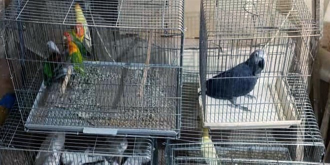 yasa disi yollarla yurda sokulan 21 papagan ele gecirildi 2xGSlsvK.jpg