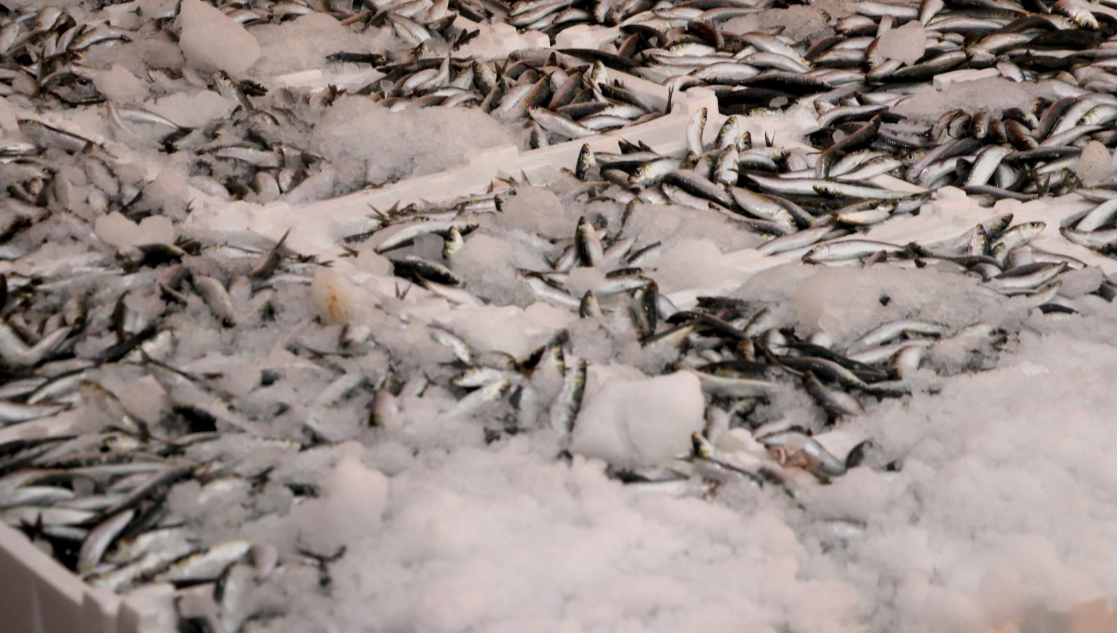 hamsi ve sardalya bollugu balikcilarin yuzunu guldurdu Qx3dJDsn.jpg