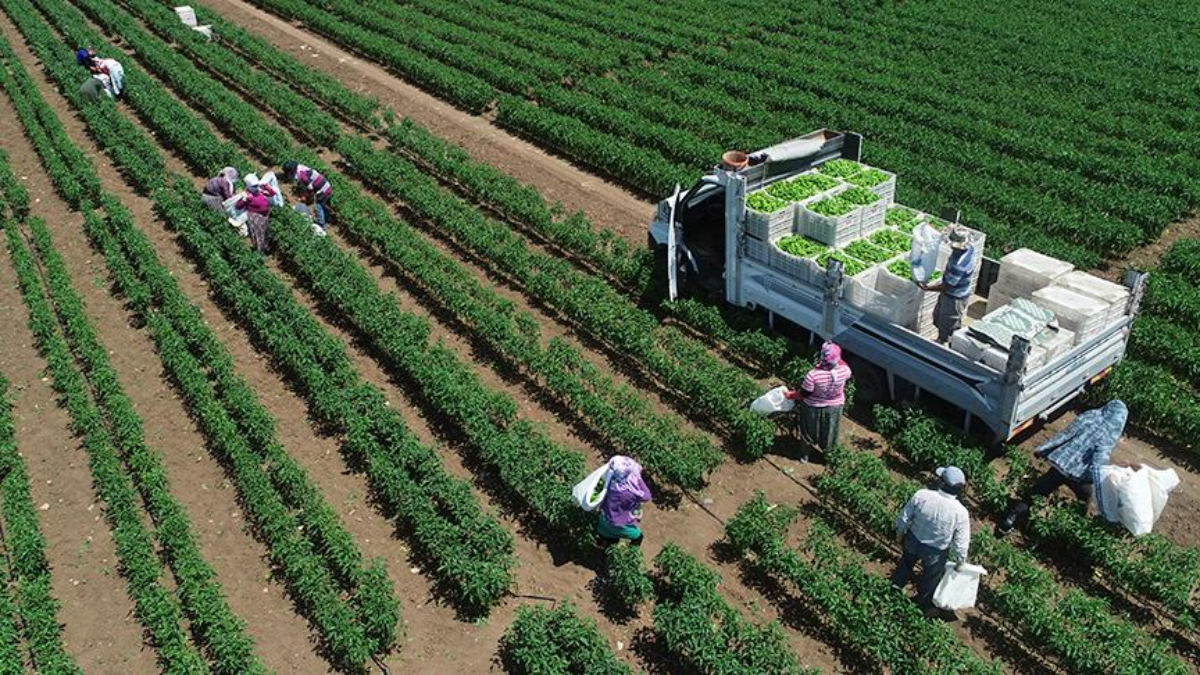 tarimsal uretimde rekor turkiye dunyada 7 avrupada 1inci siraya yerlesti mGQtmSYW.jpg