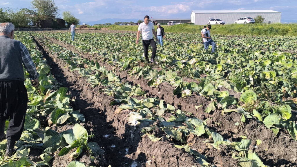kadirlide-lahana-ureticisi-tarlasini-terk-etti-zarar-etmis-ki-birakip-gitmis-CeOw1u5s