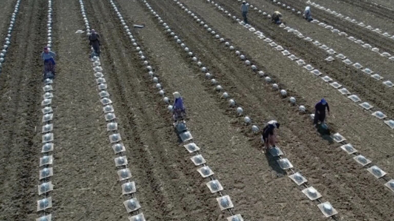 en-zor-tarim-islerinden-biri-turfanda-karpuz-dikimi-sZXs4aQx