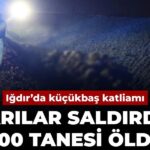igdirda-kucukbas-katliami-arilar-saldirdi-400-tanesi-oldu-uzCESmrJ